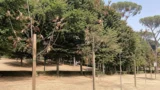 Roma, 19 alberi morti a Villa Ada e 3 in agonia su 22, i cittadini: “Piantati 2 anni fa”. Il verde di Gualtieri torna sotto accusa