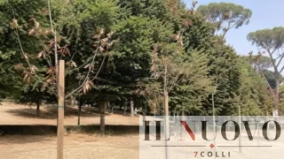 Roma, 19 alberi morti a Villa Ada e 3 in agonia su 22, i cittadini: “Piantati 2 anni fa”. Il verde di Gualtieri torna sotto accusa
