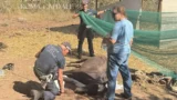 Roma, cavalli senza acqua né cibo alla Marcigliana: uno non riusciva più ad alzarsi, denunciato 78enne