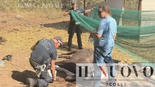 Roma, cavalli senza acqua né cibo alla Marcigliana: uno non riusciva più ad alzarsi, denunciato 78enne