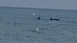 Il mare dà spettacolo a Lavinio: ‘danza’ dei delfini vicini alla riva, il video diventa virale