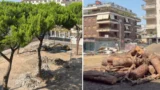 Roma, 4 pini secolari abbattuti per far spazio alla ‘nuova’ piazza, Giannini (Lega): «Riqualificare significa per forza tagliare?»