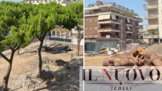 Roma, 4 pini secolari abbattuti per far spazio alla ‘nuova’ piazza, Giannini (Lega): «Riqualificare significa per forza tagliare?»