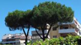 Pini a rischio abbattimento a Roma, pericolo scampato al Borgo Sant’Andrea: i due alberi non verranno tagliati