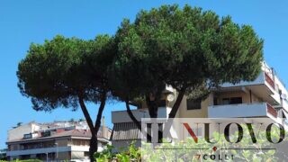 Pini a rischio abbattimento a Roma, pericolo scampato al Borgo Sant’Andrea: i due alberi non verranno tagliati