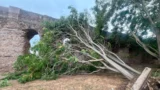 Roma, albero crolla sull’Acquedotto Alessandrino. Schiuma e Belluzzo (FdI): “Gualtieri protegga verde e monumenti”