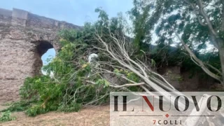 Roma, albero crolla sull’Acquedotto Alessandrino. Schiuma e Belluzzo (FdI): “Gualtieri protegga verde e monumenti”