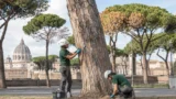 Roma, l’associazione CURAA sfida Gualtieri sui 51mila pini: “Curarli è possibile, prima di abbatterli»