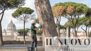 Roma, l’associazione CURAA sfida Gualtieri sui 51mila pini: “Curarli è possibile, prima di abbatterli»