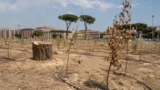 Roma, 800mila nuovi alberi e piante del PNRR finiscono sotto accusa: l’associazione CURAA e Forza Italia chiedono i conti