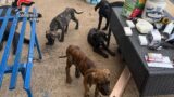 Ardea, 7 cani denutriti e un’attività chiusa: blitz dei Carabinieri a Tor San Lorenzo (FOTO)