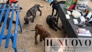 Ardea, 7 cani denutriti e un’attività chiusa: blitz dei Carabinieri a Tor San Lorenzo (FOTO)