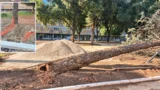 Villaggio Olimpico, collassa un cipresso nel cantiere PNRR: «Radici danneggiate dalle ruspe», l’accusa di CURAA