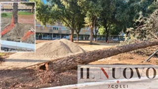 Villaggio Olimpico, collassa un cipresso nel cantiere PNRR: «Radici danneggiate dalle ruspe», l’accusa di CURAA