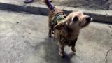 Ardea, cagnolino torna a casa dopo 7 anni: Bruno era stato rubato dal giardino (e riconsegnato due volte a qualcun altro)