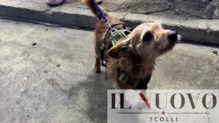 Ardea, cagnolino torna a casa dopo 7 anni: Bruno era stato rubato dal giardino (e riconsegnato due volte a qualcun altro)