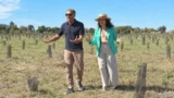 Ostia, pineta ripiantumata con fondi PNRR: «Alberi secchi al 100%». Giannini (SOS Roma) e l’associazione CURAA attaccano Gualtieri