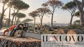 Pini di Roma, Gualtieri nel 2021 promise di salvarli: ora a Ostia motoseghe per altri 36 alberi, i cittadini preparano le carte legali