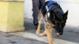 Roma, cassaforte della droga nascosta nella panca e hashish nel frigo: 6 arresti e 2 chili sequestrati