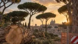 Pini di Roma, CURAA e SOS Roma contro il Campidoglio: “No alla cancel culture del paesaggio romano”