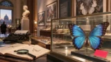 Roma, il grande scrittore che inseguiva le farfalle: al museo riaffiora una storia dimenticata