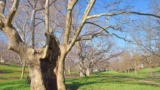 Roma, alla scoperta dei giganti verdi: 12 visite tra alberi secolari e storie dimenticate