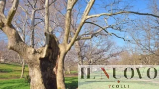 Roma, alla scoperta dei giganti verdi: 12 visite tra alberi secolari e storie dimenticate