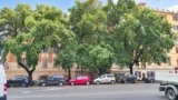Roma, parcheggio privato sotterraneo, a rischio 6 alberi secolari e palazzi storici: Italia Nostra chiede a Gualtieri lo “Stop”