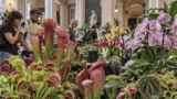 Roma, arrivano le piante che mangiano insetti: due giorni tra orchidee rare e specie quasi introvabili