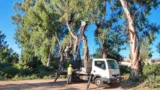 Roma, allarme motoseghe a Forte Boccea: 11 alberi abbattuti, altri 18 nel mirino. Scoppia (di nuovo) il caso Trasparenza