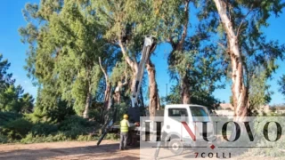 Roma, allarme motoseghe a Forte Boccea: 11 alberi abbattuti, altri 18 nel mirino. Scoppia (di nuovo) il caso Trasparenza