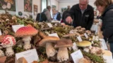 Roma, funghi velenosi e specie commestibili in mostra: gli esperti svelano i segreti del bosco, ingresso gratuito