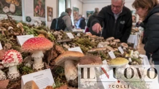Roma, funghi velenosi e specie commestibili in mostra: gli esperti svelano i segreti del bosco, ingresso gratuito