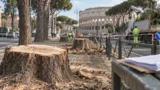 Roma, alberi abbattuti a 2mila € l’uno: FdI porta in Procura l’appalto da 100 milioni di Gualtieri
