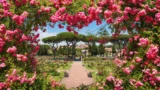 Roma, ottobre si trasforma in primavera: riapre (gratis) il Roseto sull’Aventino, ma solo per pochi giorni