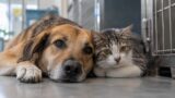 Roma, ospedale veterinario da 6,5 milioni, ma il Campidoglio cerca macchinari in regalo: Santori (Lega) attacca Gualtieri