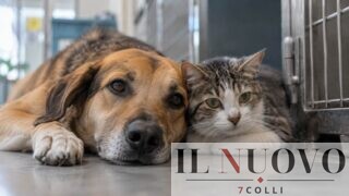 Roma, ospedale veterinario da 6,5 milioni, ma il Campidoglio cerca macchinari in regalo: Santori (Lega) attacca Gualtieri